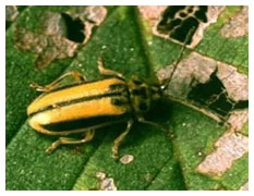 Why Summer Is Prime Time for Elm Beetle Activity (And How to Treat It)