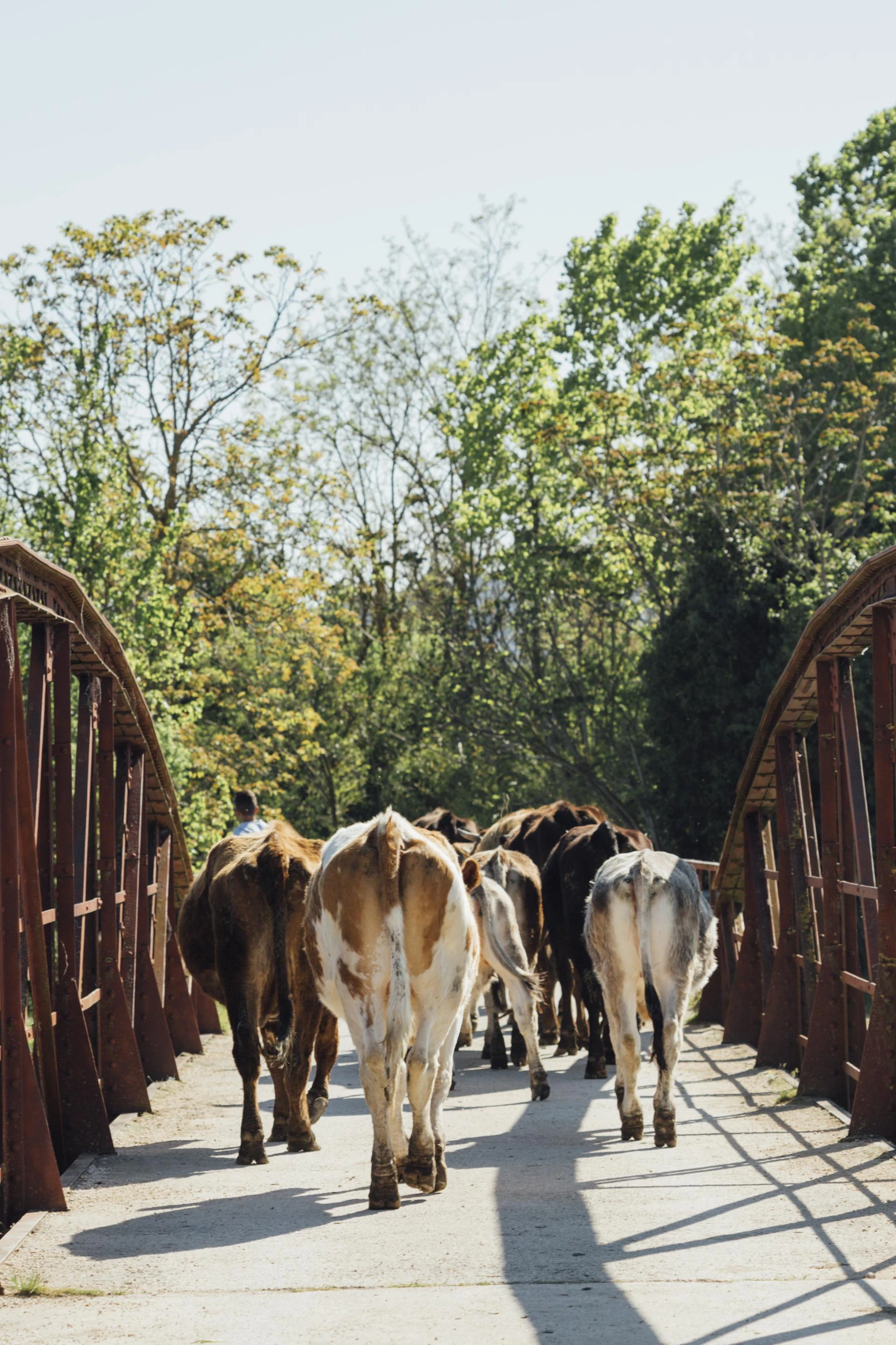 Can Vitamin C Boost the Effectiveness of Livestock Joint Supplements?
