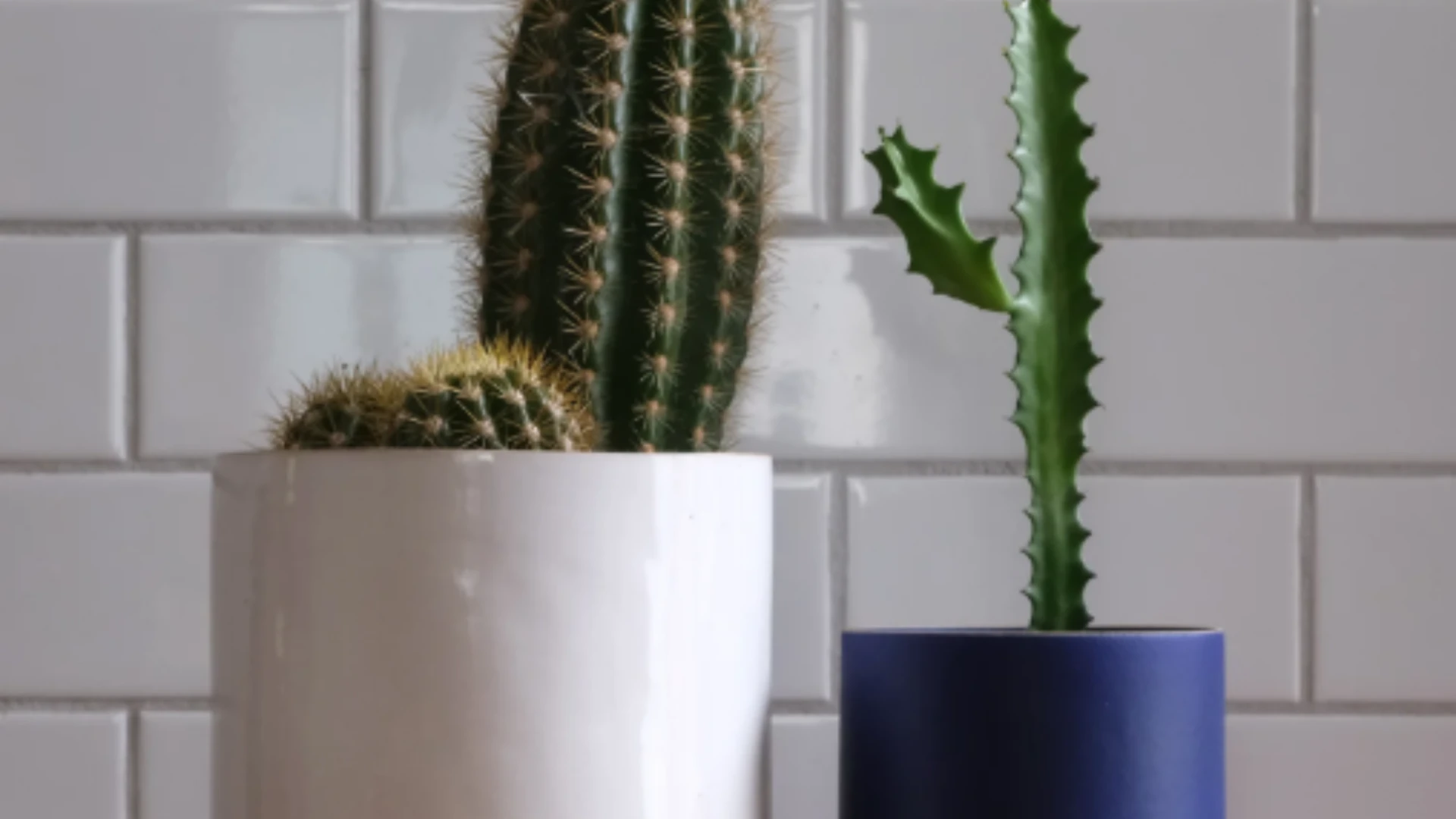 The Ultimate Guide to Ceramic Planters & Pot Holders for Modern Homes by Mise Well