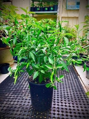 Chilli Plant in Sydney: A Must-Have for Every Home Garden