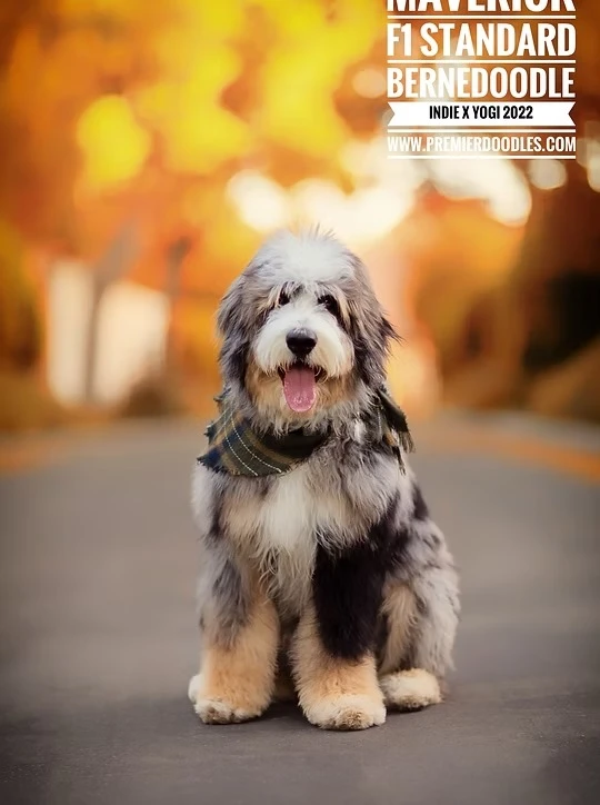 Discovering the Best Bernedoodles: A Guide to Characteristics, Care, and Comparisons