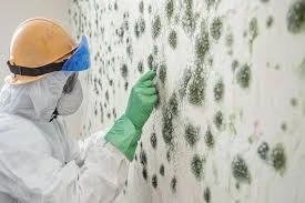 Top Signs You Need a Mold Inspection in San Marino, CA
