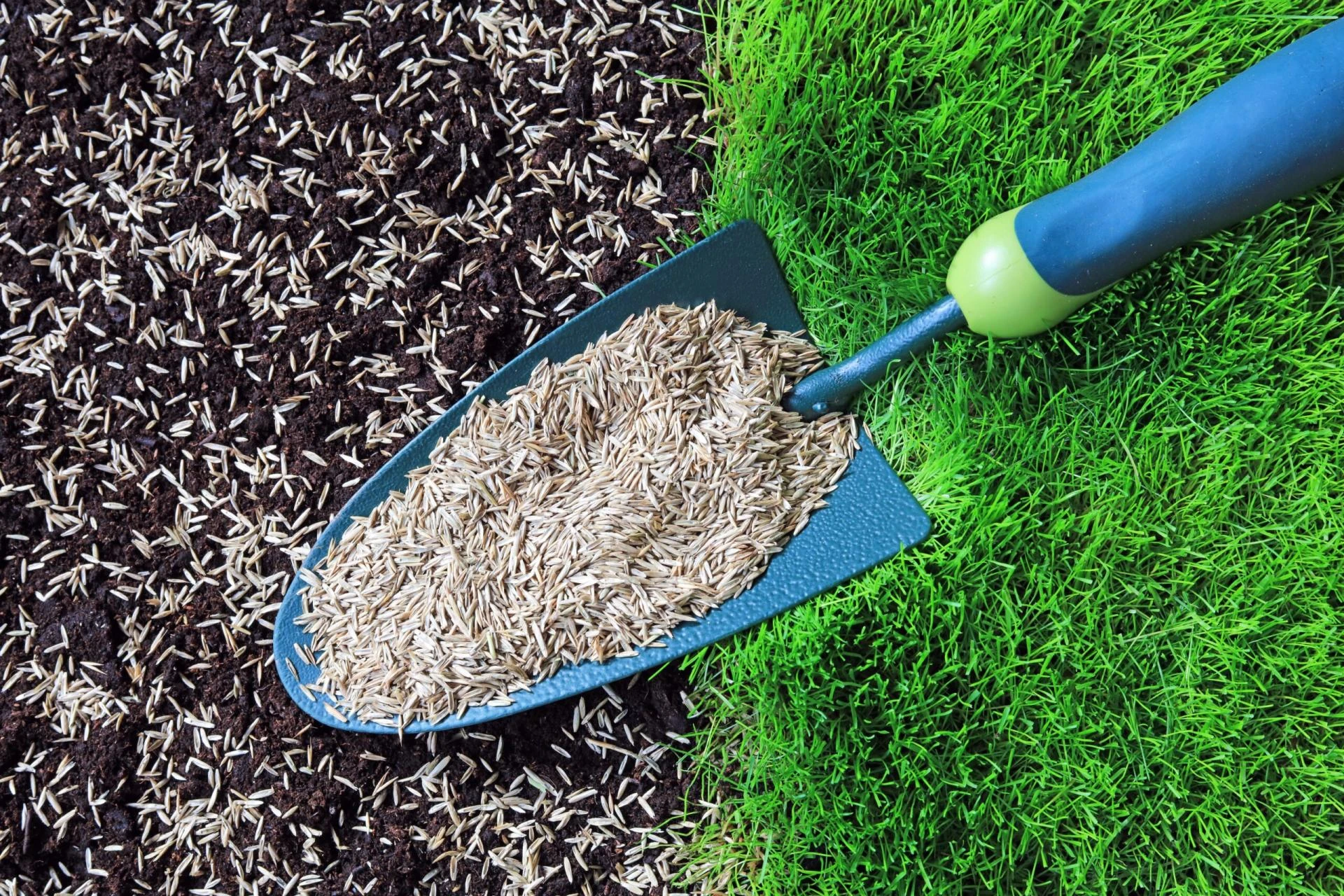 Gemini said Landscaping Sod Installation Professional Turf Solutions for Your Yard