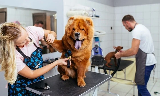 Essential Guide to Healthy Puppy Grooming Habits