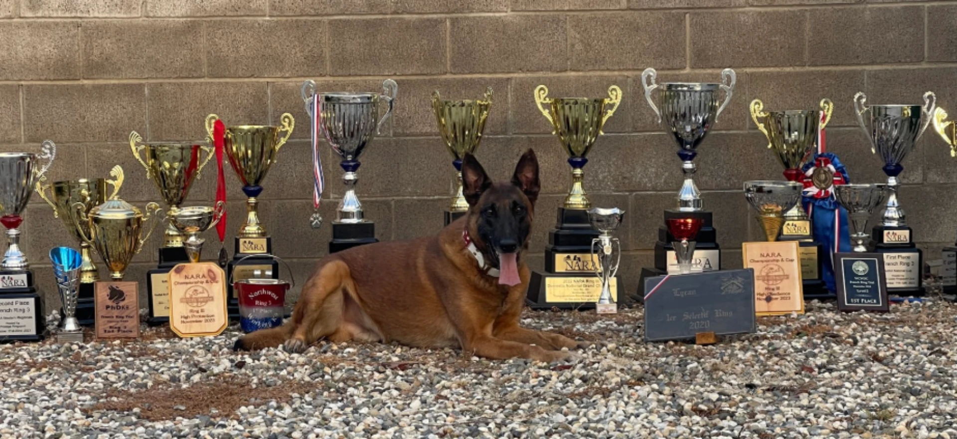 Why Texas Homeowners Are Choosing Protection Dogs Over Security Systems