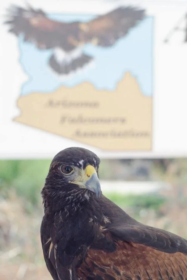 Falconry Bird Abatement Secrets: The Natural, Eco-Friendly Solution Taking Over 2026