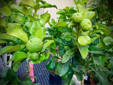 Kaffir Lime Plant in Sydney: Complete Guide to Growing Makrut Lime at Home