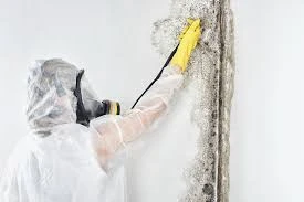 Mold Remediation in Branson, MO: Signs, Risks, and When to Call a Professional