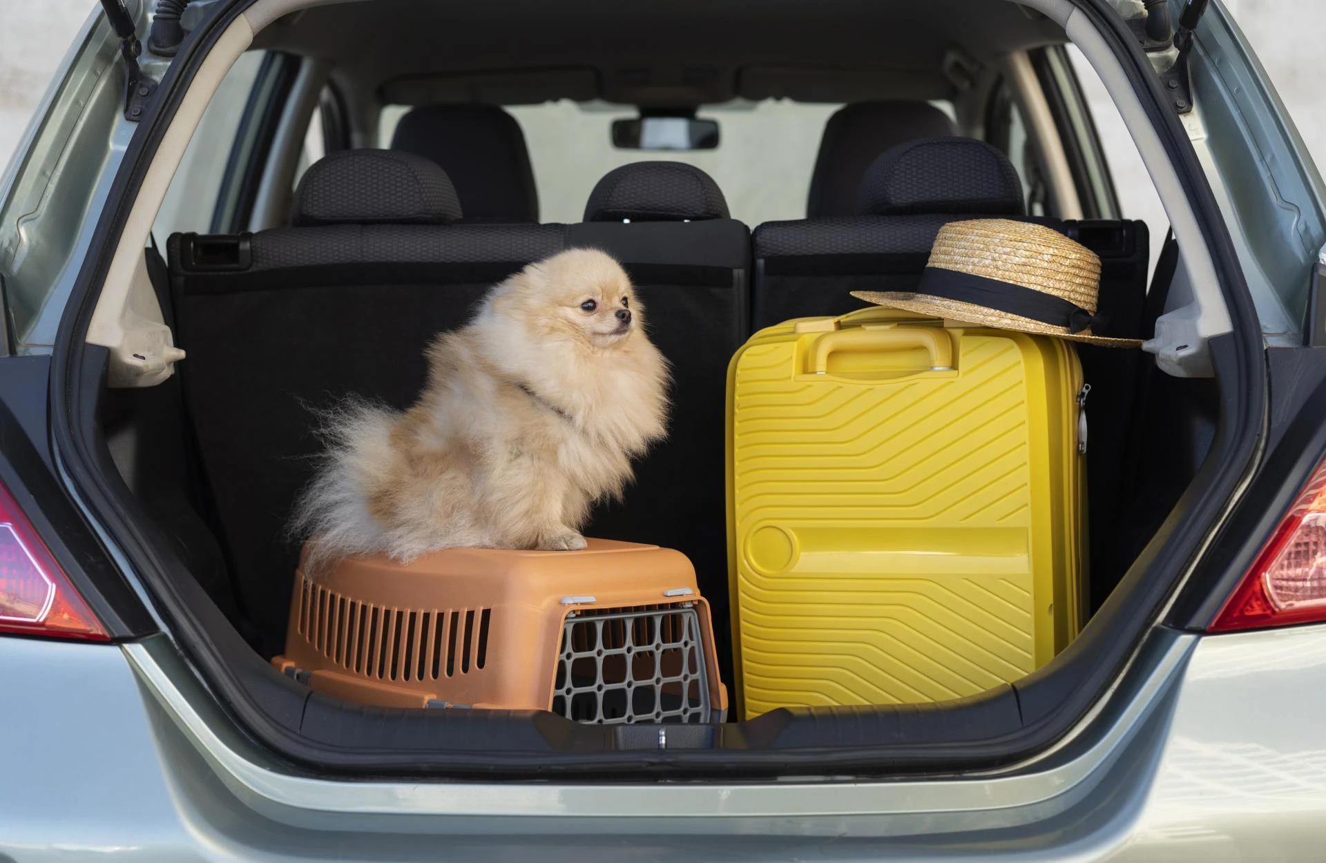 Discover Why Pet Transportation Services Are Worth Every Penny