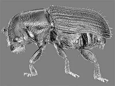 Does Your Property Have a Hidden Infestation? A Technical Guide to Pine Bark Beetle Treatment