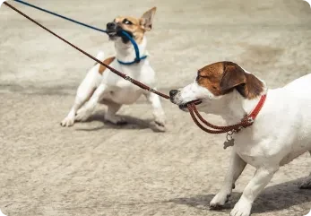 Are Dog Training Classes in Sacramento Worth the Cost?