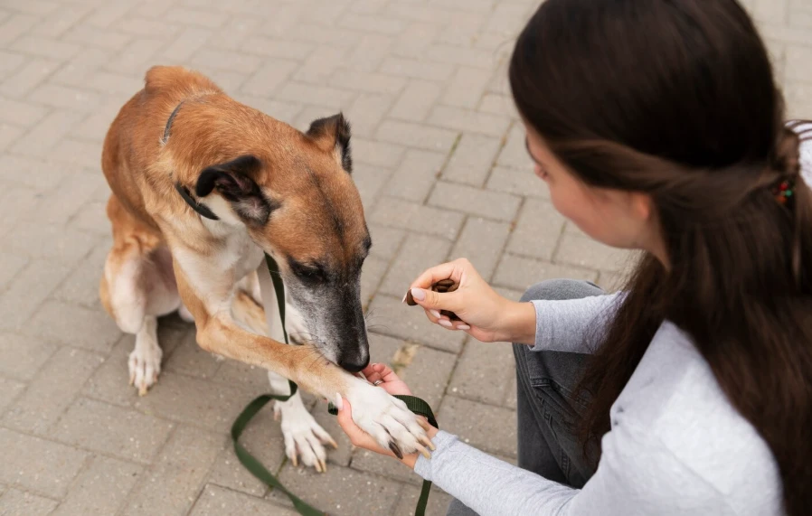 Why Canine Behavior Training Is Important for Rescue Dogs or Newly Adopted Pets