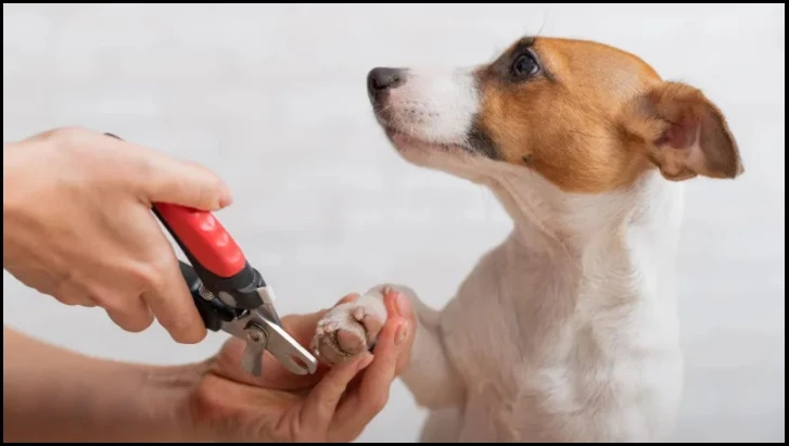 Safe and Stress Free Nail Care for Healthy Happy Dogs