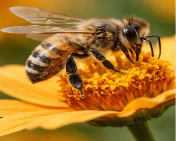 When to Call Experts for Bee Removal Around Your Home