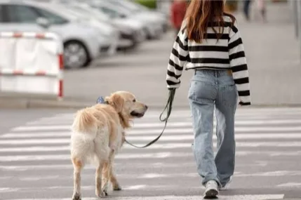 How Can the Best Dog Walkers in New Orleans Support Your Busy Schedule?