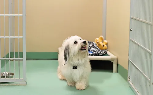 How Reliable Are Modern New Orleans Dog Care Services?