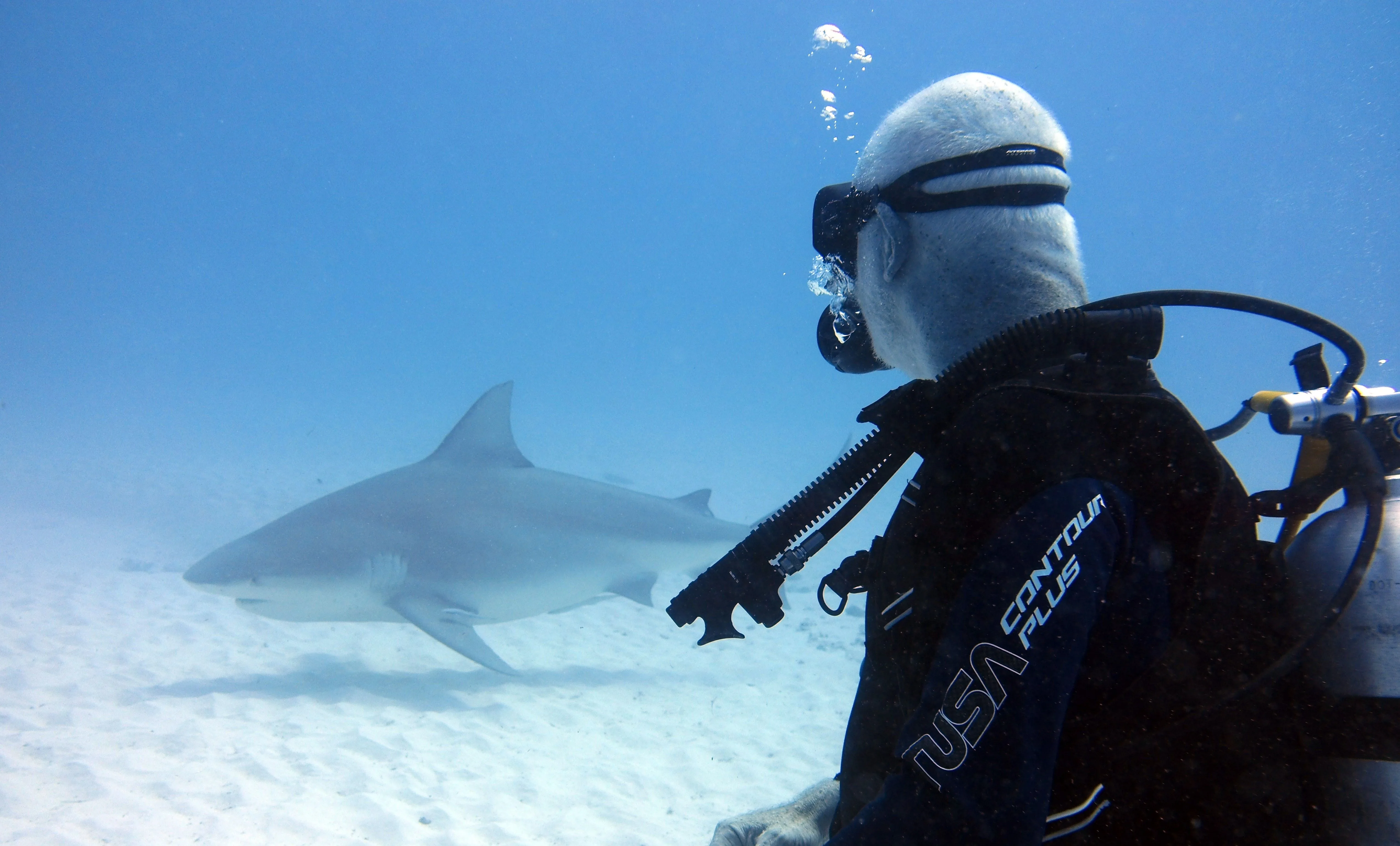 Shark Diving – Is It Safe?