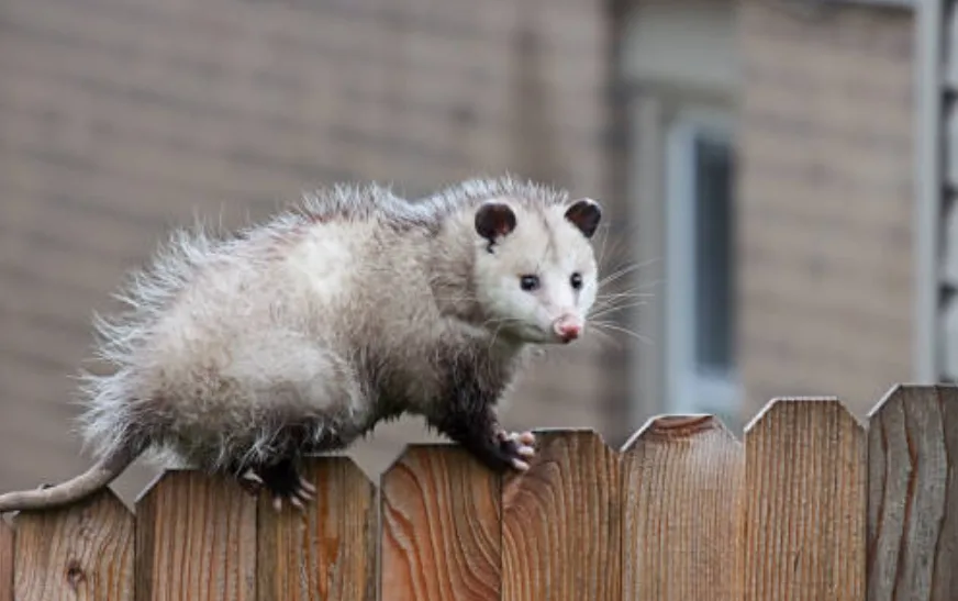 Why Professional Pest Management Is Essential for Melbourne Homes