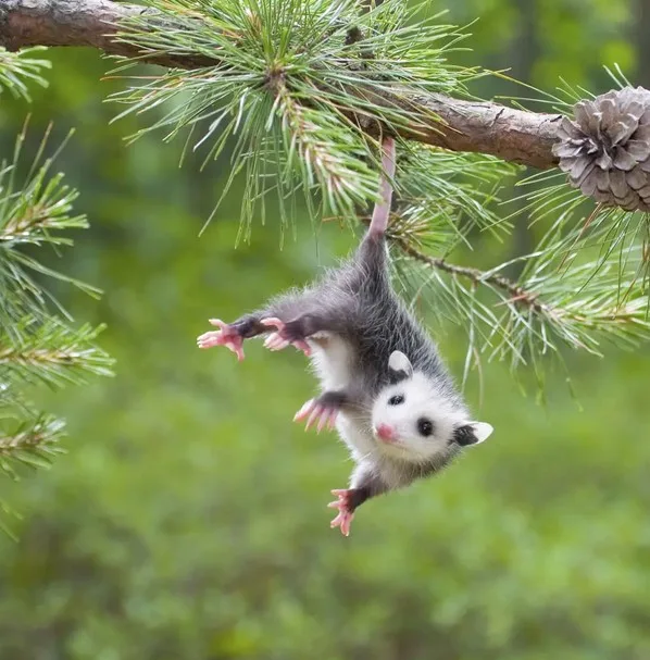 Effective ways to keep your property safe from pests and wildlife