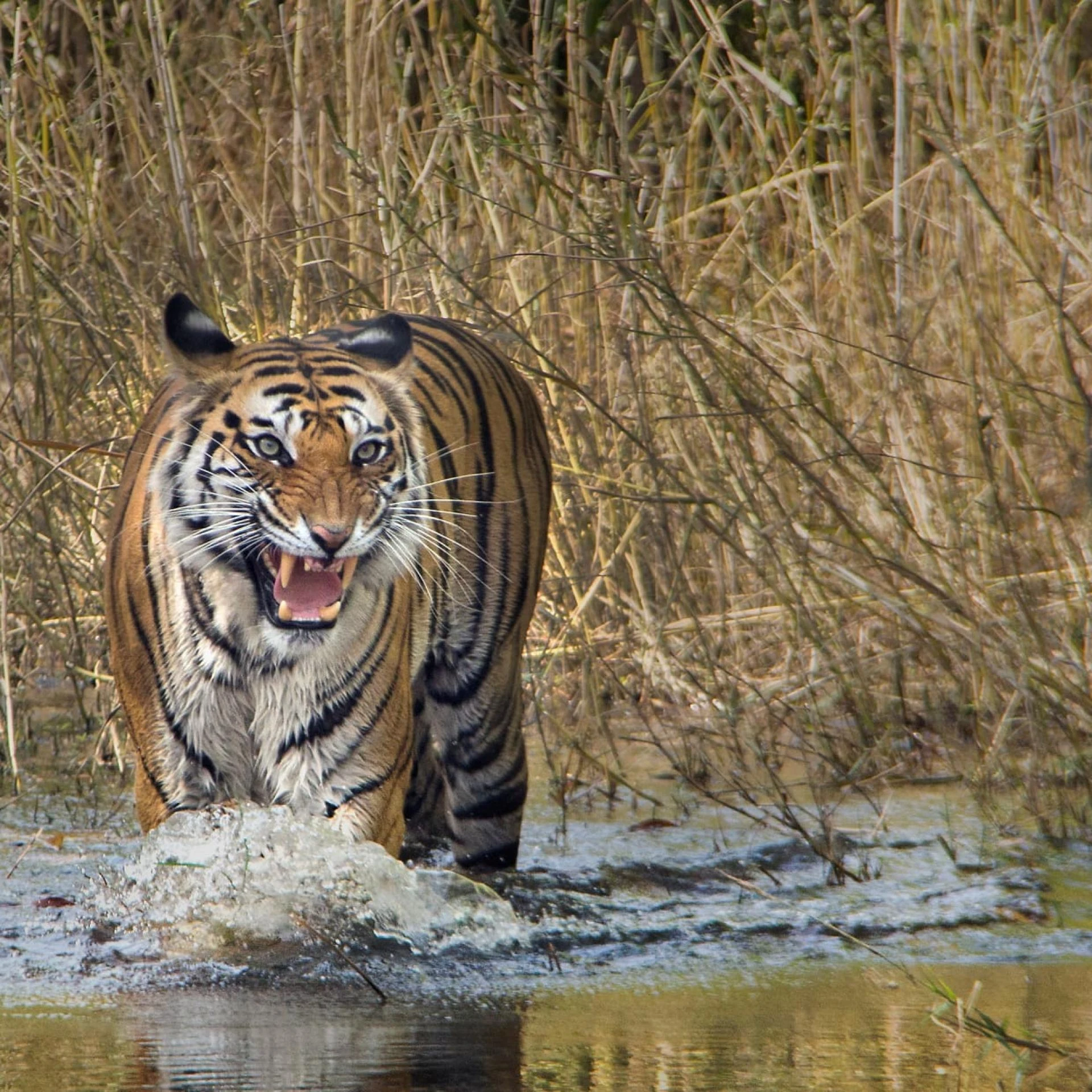 Teerath singh