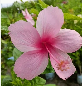 aman yadav