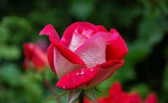 Esha Chanda