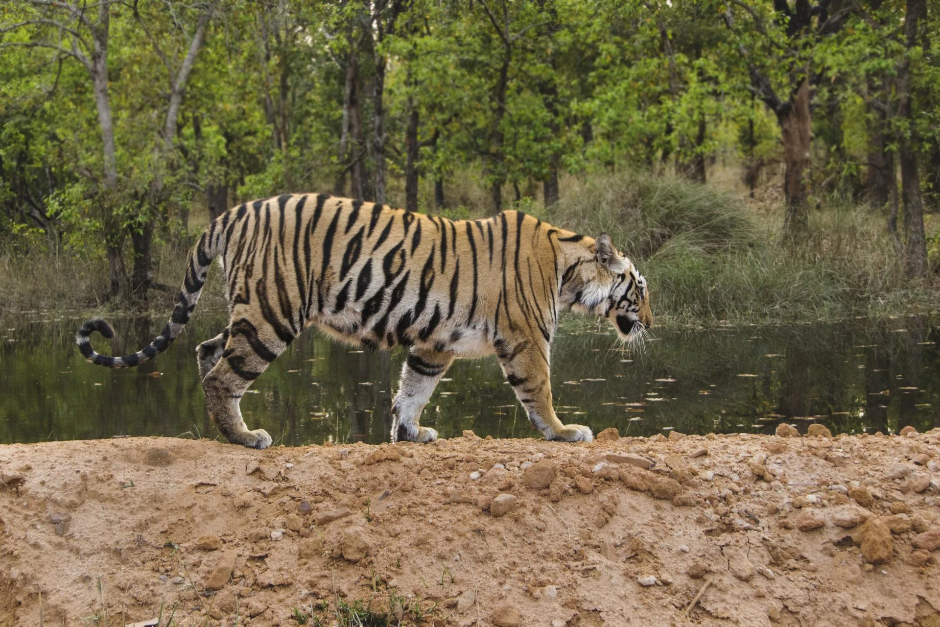 Teerathsingh