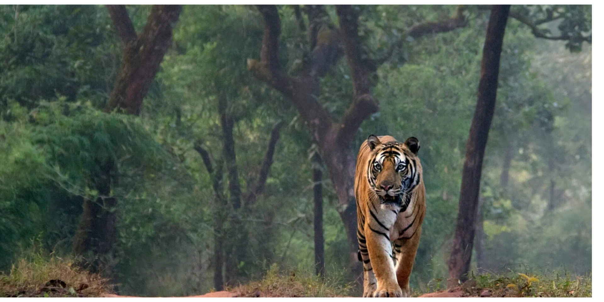 tigersafariranthambore