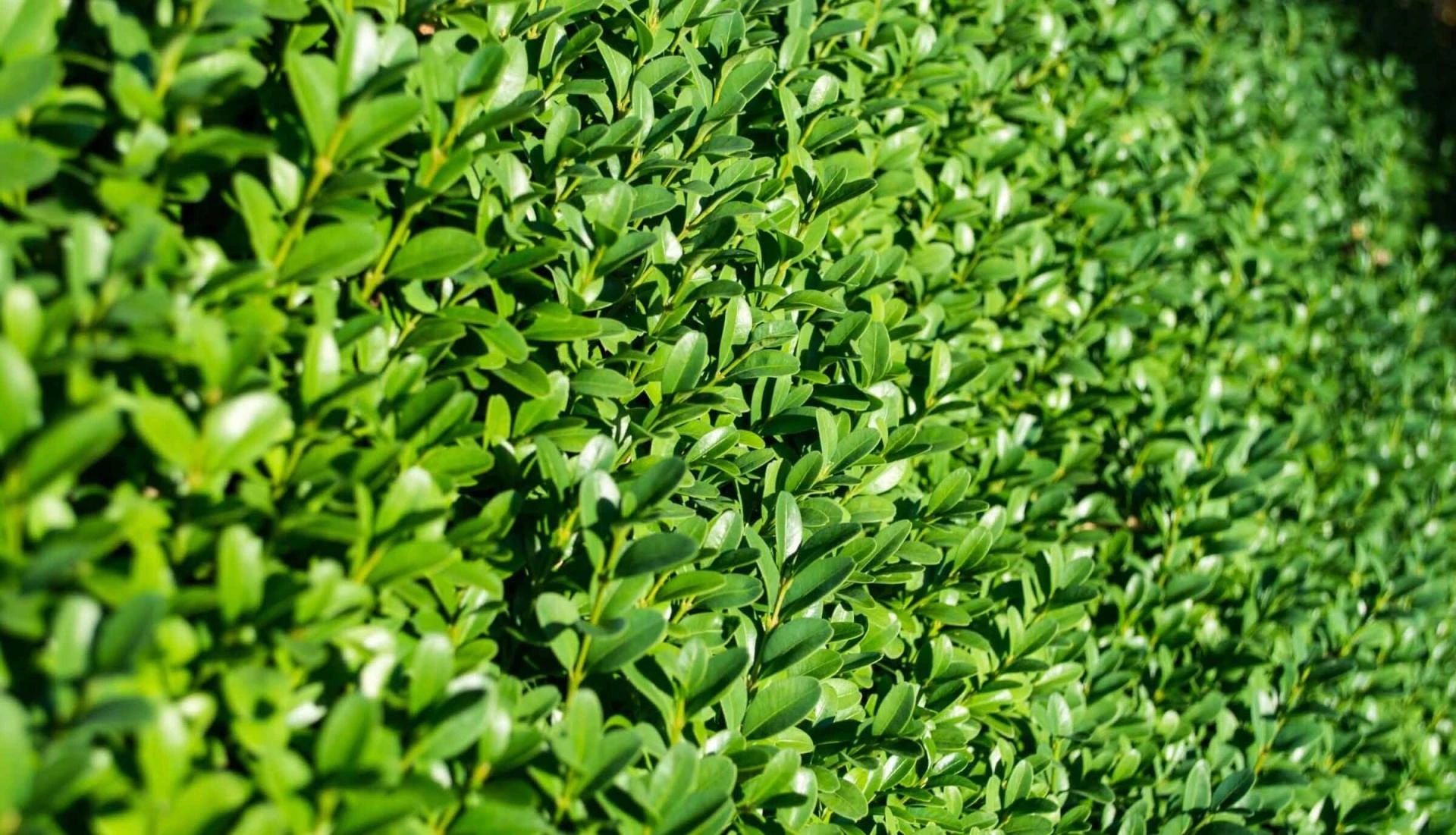 Garden clean up services