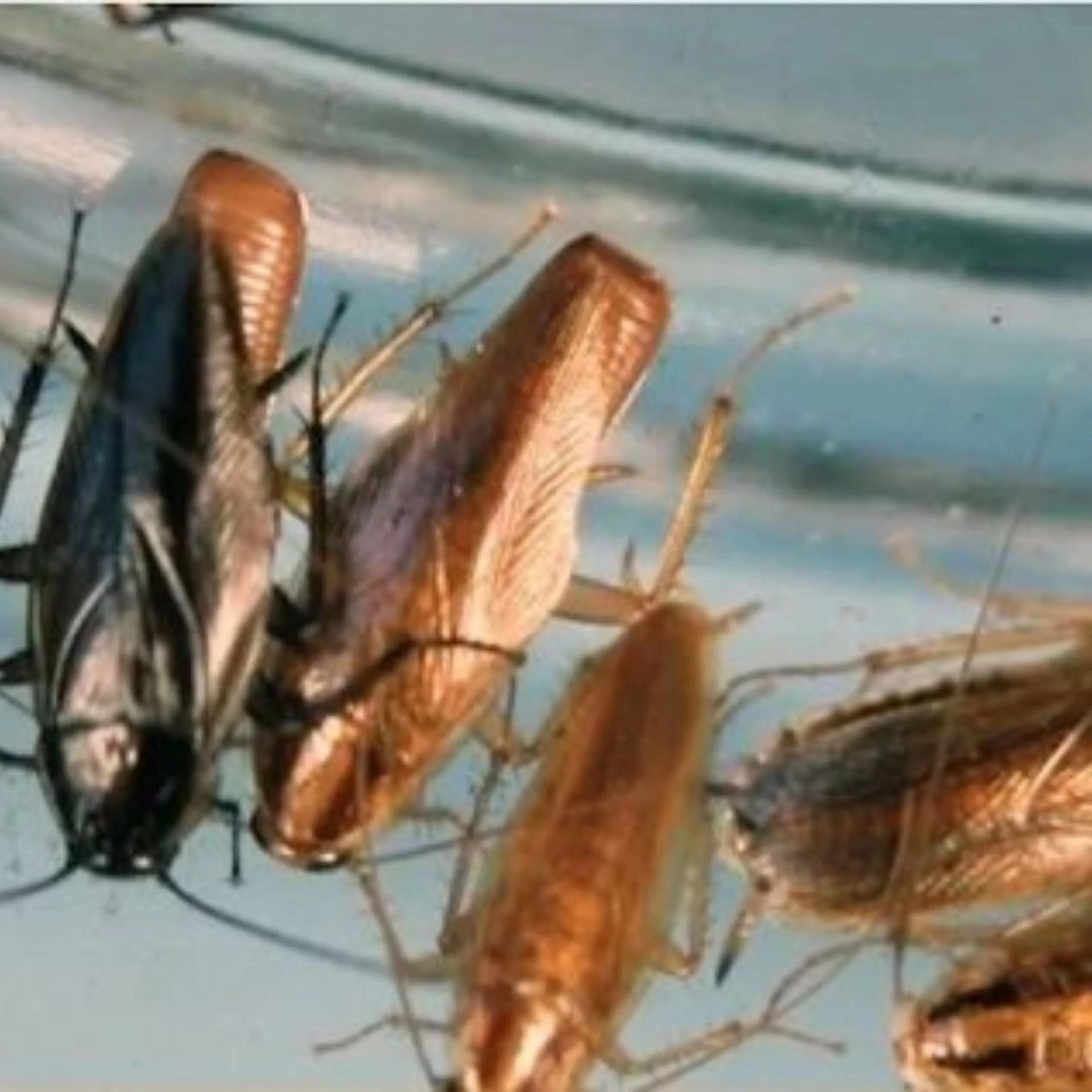 Roaches Are Gone