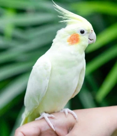 AIMMI