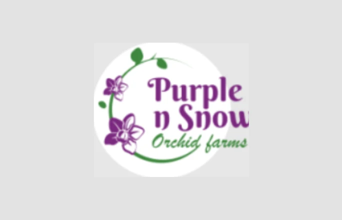 Purplen Snow